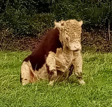 This is a photo of a bull sitting like a dog would Cows Sitting, Cow Sitting, Really Big Dogs, A Bull, Dog Sitting, Big Dogs, Glee, Animal Crossing, A Dog