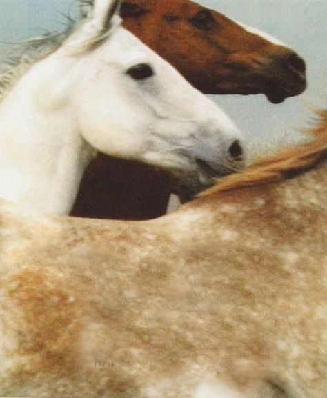 Plakat Design Inspiration, Into The West, Leo Valdez, Western Aesthetic, All The Pretty Horses, White Horses, Pretty Horses, Horse Girl, Pics Art