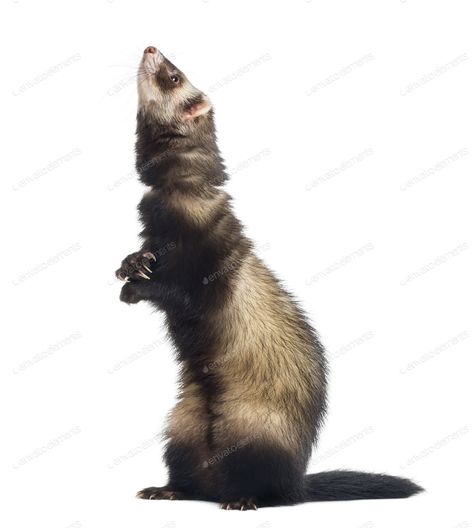 Ferret standing on hind legs and looking up in front of white background By Lifeonwhite¡¯s photos #Ad , #Ad, #hind, #standing, #Ferret, #legs Long Haired Ferret, Black Footed Ferret Art, Ferret White, Ferret Close Up, Ferret Standing Up, White Background Photo, Ferret, Looking Up, Vector Design