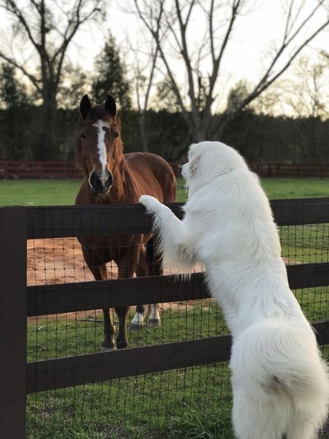 Great Pyrenees Livestock, Pyrenees Mountain Dog, Great Pyrenees Aesthetic, Great White Pyrenees, Golden Pyrenees, Meadow Lark, Pets Aesthetic, Pyrenees Puppies, Maremma Sheepdog