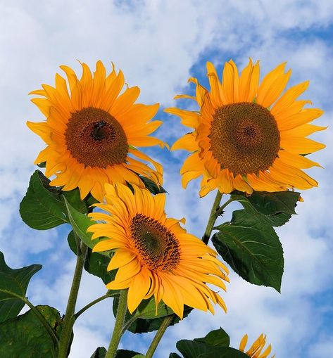 Free Photo: Sunflower, Flowers, Yellow, Summer - Free Image on Pixabay - 438350 Giant Sunflower, Sunflower Photography, Sunflower Wallpaper, Flowers Yellow, Home Garden Decor, Flower Art Images, Yellow Aesthetic, Elegant Flowers, Sunflower Seeds