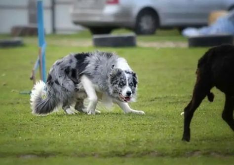 10 Great Ways to Tire Out Your Border Collie - The Paws Border Collie Tricks, Border Collie Puppy Training, Dog Training Treats Recipe, Leopard Gecko Habitat, Border Collie Training, Ways To Exercise, Puppy Life, Best Treats For Dogs, Agility Training For Dogs