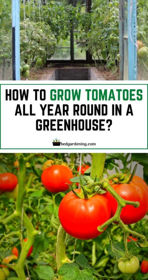 Greenhouse Grow Lights, Glasshouse Ideas, Greenhouse Management, Growing Peach Trees, Dyi Garden, Greenhouse Tips, Greenhouse Planting, Greenhouse Tomatoes, How To Grow Tomatoes