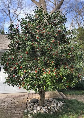 Sperry: Nellie R. Stevens holly works well as tree form | Lifestyle | news-journal.com Asian Jasmine, Blue Point Juniper, Holly Shrub, Building A Patio, Plant Ties, Rosemary Plant, Holly Tree, Live Oak Trees, Tulip Bulbs