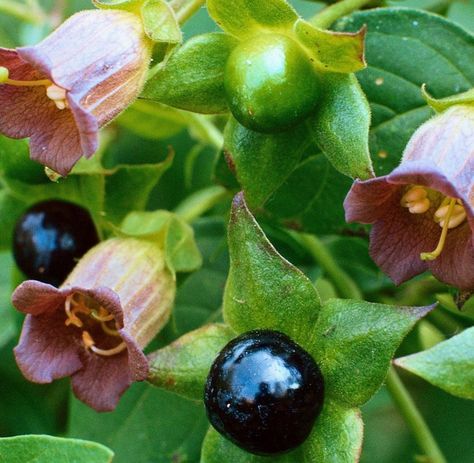 True+Wild+Belladonna+Atropa+Belladonna+-+15+Seeds Belladonna Flower, Deadly Plants, Poison Garden, Lantana Camara, Witch Herbs, Sansevieria Trifasciata, Witch Garden, Poisonous Plants, Bulb Flowers