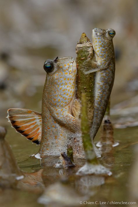 Gold-spotted Mudskipper (Periophthalmus chrysospilos) | Flickr Sea Mammal, Scary Animals, Salt Water Fish, Bizarre Art, Underwater Creatures, Aquatic Animals, Animals Of The World, Cute Creatures, Sea Animals