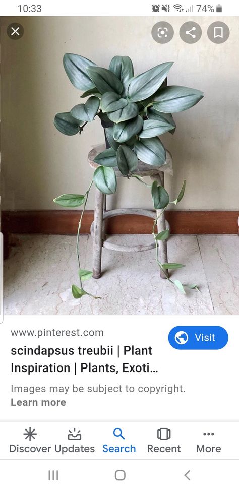 Moonlight Pothos, Scindapsus Moonlight, Plant Obsession, Wishlist Plants, Plant Wishlist, Things To Do Alone, Pot Plants, Urban Gardening, Plant Vase