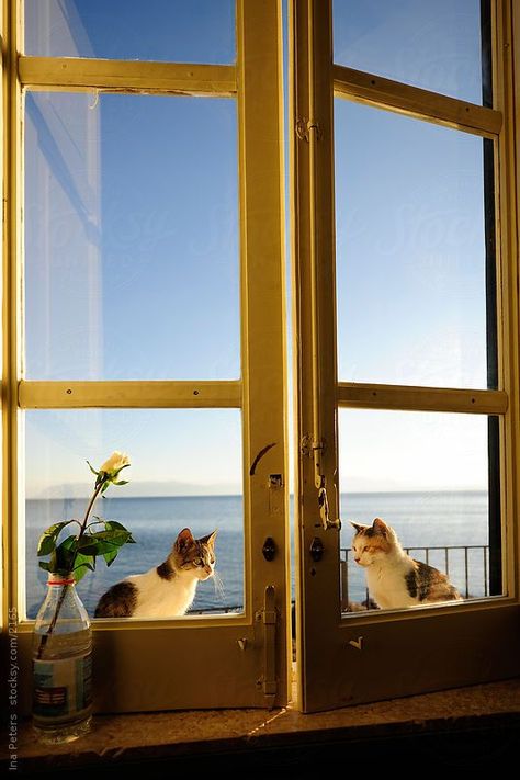 Cat Positions, Cats Sitting, Outside The Window, Sitting Outside, Evening Light, Curious Creatures, Two Cats, Window View, Cat Sitting