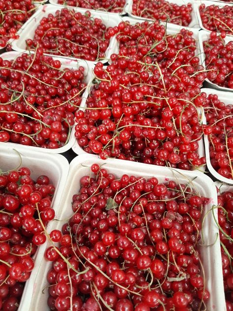 Red currents, fruit, aesthetic fruit, berries, aesthetic berries Cranberry Aesthetic, Aesthetic Berries, Berries Aesthetic, Aesthetic Fruit, Fruit Aesthetic, Fruit Berries, Cranberry, Farmer, Fruit