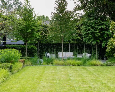 Garden screening ideas: 24 ways to create privacy beautifully | Privacy Walls With Plants, Garden Screening Ideas Privacy Hedge, Garden Privacy Ideas Uk, How To Make Your Garden More Private, Screening Trees Privacy, Tree Screening Ideas, Screening Plants Uk, Small Garden Privacy Ideas, Screening Trees Uk