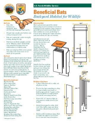 Bat House Diy, Toad Abode, Build A Bat House, Backyard Diys, Bat House Plans, Ww Ideas, Bat Facts, Bat Box, Eagle Project