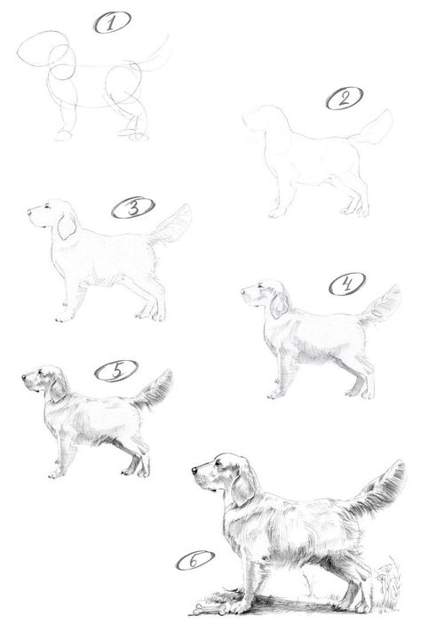 How to draw a retriever dog with pencil step-by-step tutorial. Dog Draw, Dog Pencil Drawing, Dog Drawing Tutorial, Colorful Hairstyles, Art Basics, Cool Pencil Drawings, Charcoal Art, Abstract Line Art, Dog Drawing