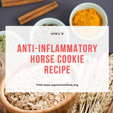 Diy Horse Snacks, Healthy Horse Treats, Horse Treat Recipes, Horse Treats Recipe, Puppies Stuff, Horse Cookies Recipes, Homemade Horse Treats, Raw Turmeric, Diy Animals