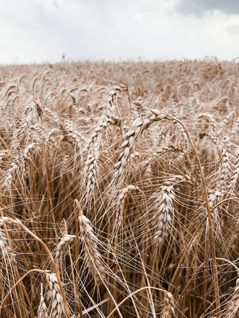 Wheatfield Aesthetic, Farm Aesthetic, District 9, Natural Calm, Organic Aesthetic, Fields Of Gold, Wheat Field, Modern Farmhouse Bathroom, Wheat Fields