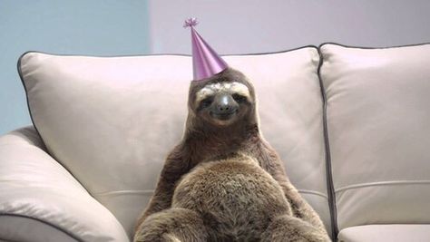 Sloth wearing purple birthday hat Sloth, Sorority, Birthday, Instagram