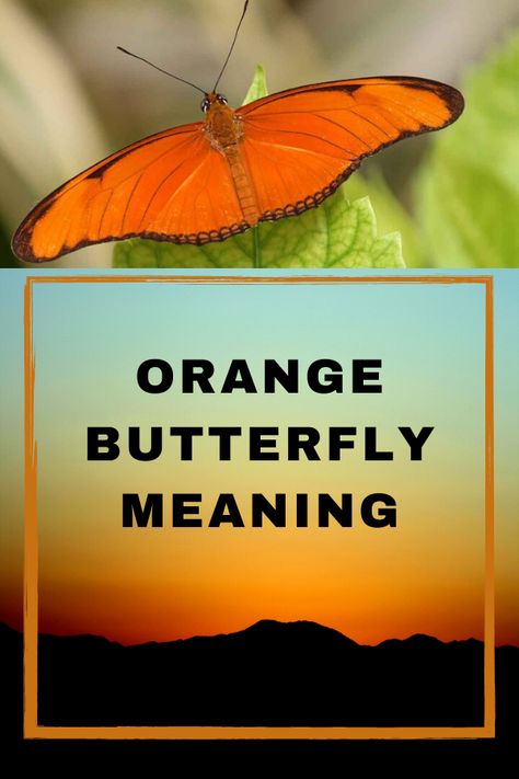 Seeing Orange Butterfly inside house / landing on you / flying around you. Discover the meaning. White Butterfly Spiritual Meaning, Monarch Butterfly Symbolism, Butterfly Color Meaning Spiritual, 333 Meaning, Orange Butterfly Meaning Spiritual, Yellow Butterfly Spiritual Meaning, Butterfly Spirit Animal, Butterfly Symbolism, Butterfly Meaning