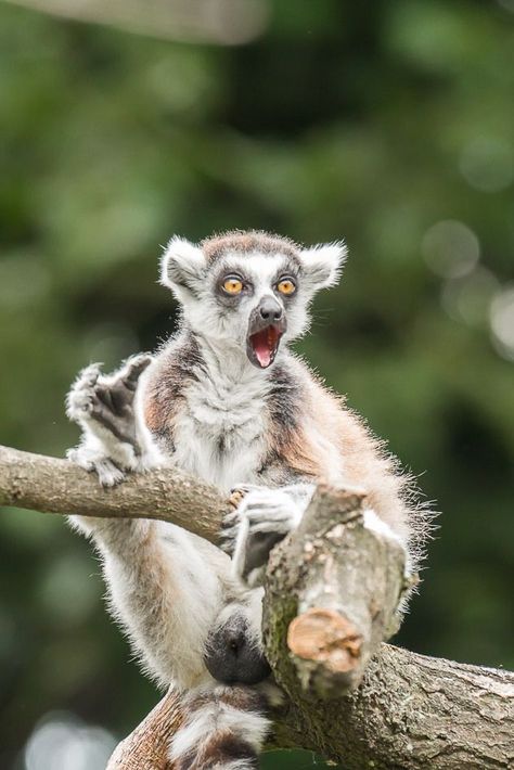 Ring Tailed Lemur, Lions Photos, Tropical Animals, Pretty Animals, Little Critter, Primates, Spirit Animal, Animals Beautiful, Animals And Pets