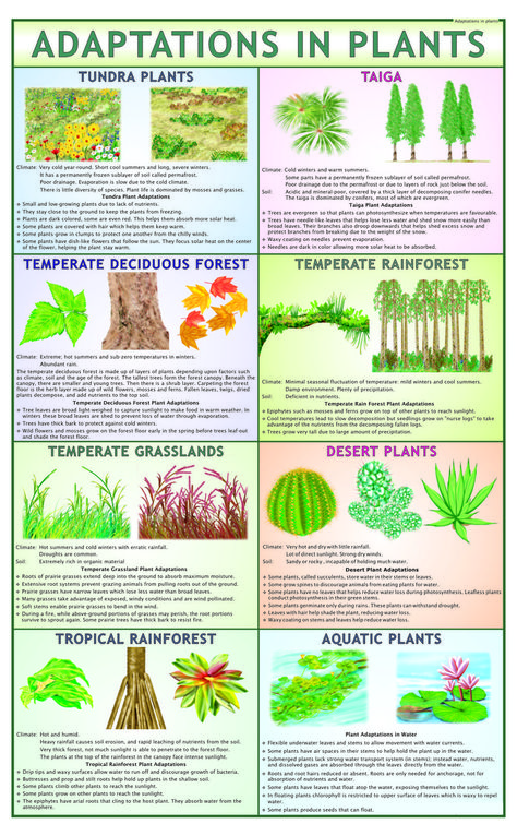 Horticulture Education College, Plants Adaptations Activities, Adaptation In Plants, Plant Adaptations Anchor Chart, Plant Adaptations Activities, Adaptations Science, Horticulture Education, Botany Lessons, Plants Science