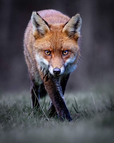 Fox Portrait Photography, Fox Front View, Fox Reference Photo, Fox Nose, Fox Profile, Fox Poses, Angry Fox, Otter Illustration, Fox Portrait