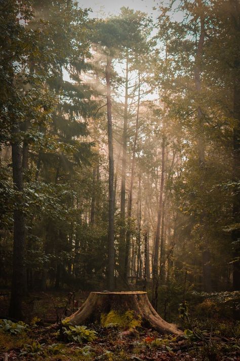 Forest Vegetation, Iphone Wallpaper Texture, Forest Drawing, Forest Background, Scary Clowns, Tree Stump, Social Media Design Graphics, Tree Art, Visual Design