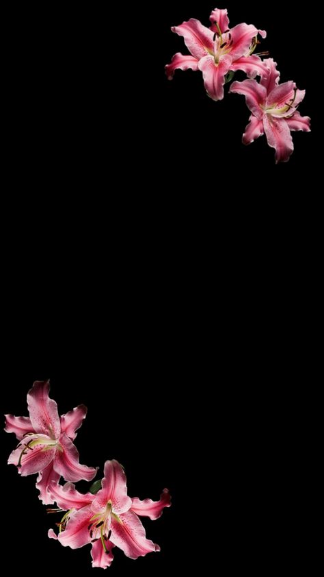 Cute Wallpapers Flowers, Flower Homescreen, Wallpaper Backgrounds Flowers, Flower Wallpaper Iphone, Flower Lockscreen, Wallpapers Flowers, Flower Wallpapers, Wallpaper Flowers, Phone Layout