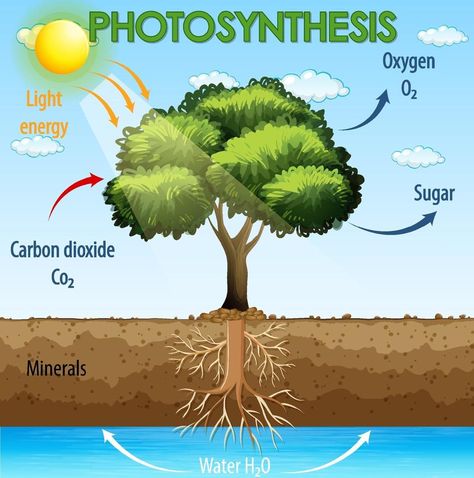 Diagram showing process of photosynthesis in plant Diagram Of Photosynthesis, Photosynthesis Poster, Photosynthesis Diagram, Process Of Photosynthesis, Plant Diagram, Newspaper Design Layout, Ag Education, Plant Vector, Newspaper Design