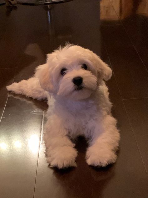 Coton De Tulear Grooming, Cute White Puppy, Poochon Dog, Cute White Puppies, Coton De Tulear Puppy, Coton De Tulear Dogs, Cute White Dogs, Bichon Dog, Rare Dogs