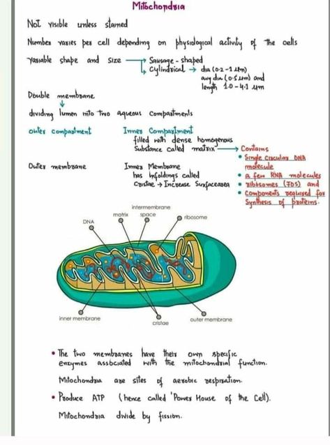 Mitochondria Notes, Notes Of Biology, Cell The Unit Of Life, Botany Notes, Skeleton System, Bio Project, Neet Notes, Learn Biology, Nurse Study