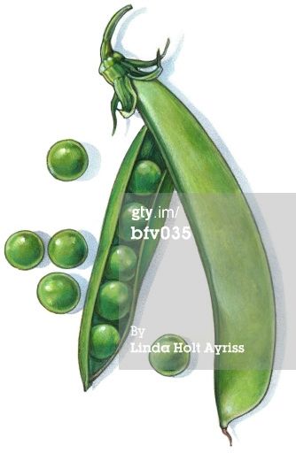 Pea Pod Illustration, Watercolour Vegetables, Skam Wallpaper, Kitchen Paintings, Vegetable Painting, Natural Form Art, Shading Drawing, Flower Drawing Tutorials, Pencil Shading