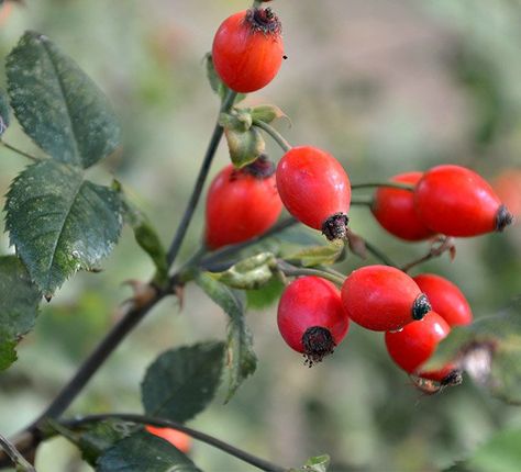 Rosehip Tea, Plum Tree, Food Out, Planting Roses, Rose Bush, Fig Tree, Bougainvillea, How To Make Tea, Apple Tree