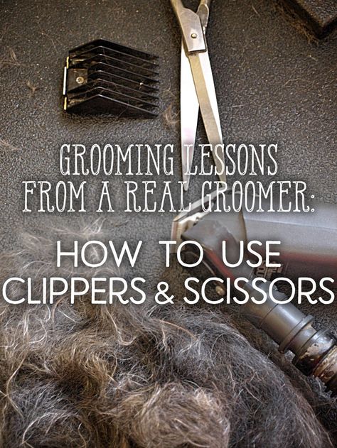 Dog Grooming Diy, Goldendoodle Grooming, Schnauzer Grooming, Dog Grooming Styles, Dog Grooming Salons, Dog Clippers, Puppy Grooming, Dog Grooming Tips, Poodle Grooming