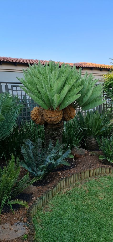 Cycad In Pot, Cycad Garden Ideas, Cycas Plant, Adonidia Palm, Cycas Palm, Balcony Gardens, Different Flowers, Balcony Garden, Eden