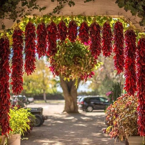 As I took this picture I overheard a man ask, “Why doesn’t anyone ever have green chile ristras hanging next to the red ones?” I can only… Chile Ristra, Mexico Colors, New Mexico Style, New Mexico Homes, Southwest Wedding, Santa Fe Style, New Mexico Usa, Albuquerque New Mexico, New Mexican