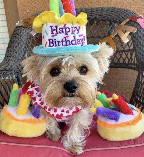 14 Outfits Of Yorkshire Terriers Who Will Make Your Day – The Paws Doggie Birthday Wishes, Dog Birthday Wishes, Happy Birthday Animals, Funny Happy Birthday Wishes, Happy Birthday Celebration, Birthday Wishes Messages, Happy Birthday Funny, Birthday Blessings, Dog Birthday Party