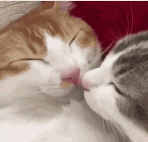 Kisses Hot GIF - Kisses Hot Cat - Discover & Share GIFs Cats Funny Cartoon, Cat Top, Gandalf, Fluffy Cat, Funny Cat Videos, Pretty Cats, Cartoon Cat, Cat Gif, Beautiful Cats