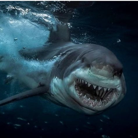 @sharkworld786 on Instagram: “😍🔥🔥” Scary Shark, Sharks Scary, Shark Facts, Cool Sharks, Shark Photos, Shark Pictures, Shark Jaws, Big Shark, Foto Top