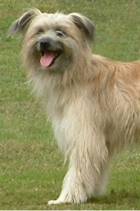 Pyrenees, Dogs, Animals