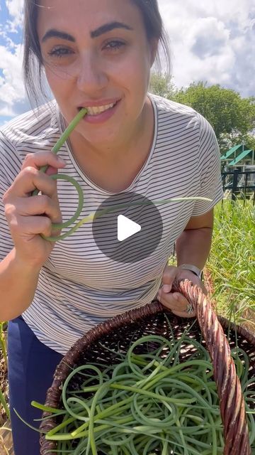 Kristin | Modern Homesteading for Busy Women on Instagram: "3 Cheers for Garlic Scapes🧄
 
garlic scapes are entirely edible, deeply delicious, and a great win-win for my garden.
 
in the growing process garlic will produce a scape, which has a flower, because that is the primary way the garlic plant will reproduce. But we have figured out that it’s better to grow garlic from cloves rather than seeds.
I am going to cut these scapes, so I force the garlic to channel all of its energy into making a bigger bulb under the soil, which will net me larger cloves at the end of the season.
 
Stay tuned for a Garlic Scape Recipe
 
#garlic #growgarlic #garlics #garliccloves #garlicscapes #growyourownfood #selfsufficient #selfsustainable #backyardgarden #backyardgardening #backyardveggies #beginnergar Garlic Plant, Grow Garlic, Planting Garlic, Modern Homesteading, Garlic Scapes, Growing Garlic, Busy Women, Grow Your Own Food, The Soil