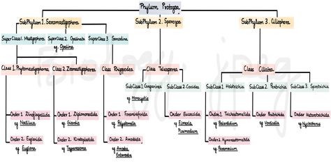 Flowchart of Phylum Protozoa with examples of protozoans. Biology Diagrams, Prokaryotic Cell, Science Study, Medical Study, Cell Organelles, Study Biology, Neet Exam, Cell Division, Biology Notes