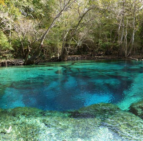 Take a short paddle to a cool spring Don’t have all day but interested in finding a great place to cool off? Head up to Vernon and take a short paddle up to Cypress Spring from Culpepper Landing for a refreshing dip in a magnitude 2 spring. The paddle upstream is approximately .75 mile and moderate as the Holmes Creek has a fairly slow current in this area. You will see the spring run’s clear water on the left. Paddle a short distance and you will have arrived at Cypress Spring. The spring run Cypress Springs Vernon Florida, Florida Getaway, Panama City Florida, Farm School, Florida Destinations, Best Nature Wallpapers, Nature Wallpapers, Emerald Coast, Canoe And Kayak