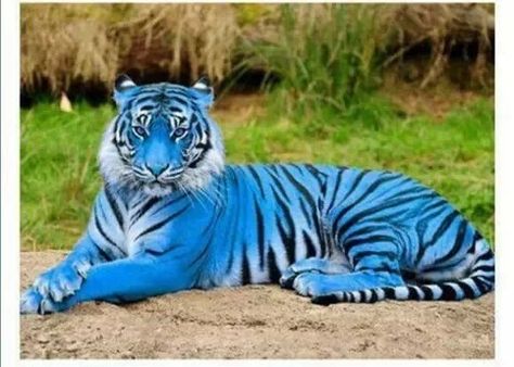 Blue tiger Maltese Tiger, Tiger Species, Gato Grande, Tiger Pictures, Exotic Cats, Blue Tiger, Blue Tigers, Unusual Animals, Rare Animals