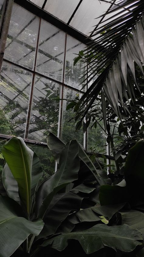 Nature, palm trees, greenhouse, dark green Green House Background, Phone Aethstetic, Dark Green Aesthetic Pictures, Edgy Green Aesthetic, Dark Greenhouse, Green Wallpaper Plants, Green Floral Aesthetic, Green Tree Wallpaper, Greenhouse Wallpaper