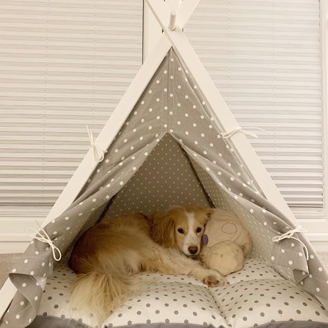 #kokoni #doglovers #teepee #tent #dogbed Dog Room Design, Blonde Dog, Dog Bedroom, Pet Teepee, Dog Tent, Pet Essentials, Dogs Stuff, Pet Area, Tee Pee