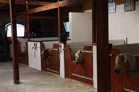 Mini Horse Barn, Miniature Horse Barn, Luxury Horse Stables, Dream Barn Stables, Small Horse Barns, Livestock Shelter, Miniature Ponies, Horse Barn Designs, Mini Barn