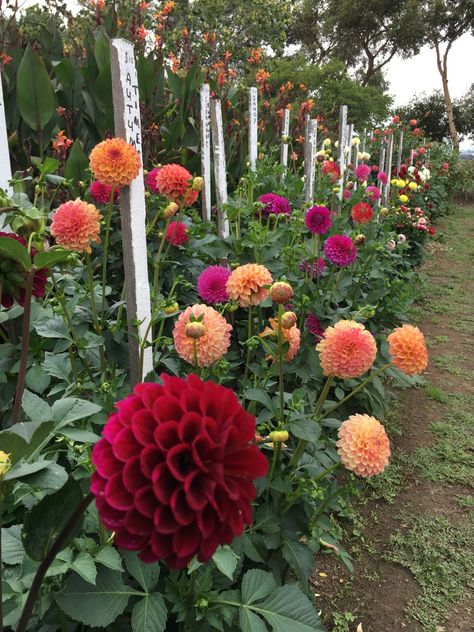 Country Dahlias Flower Farm - Winchelsea, Australia  - Flower Garden Australia, Dahlias Flower, Dahlia Farm, Flowers Australia, Dahlias Garden, Growing Dahlias, Dahlia Flower, Cpr, Bulb Flowers