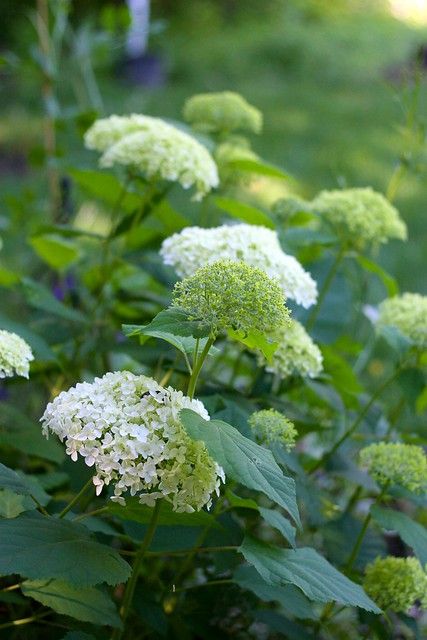 Annabelle Hydrangea Hydrangea Annabelle, Hydrangea Arborescens Annabelle, Hardy Hydrangea, Annabelle Hydrangea, Hydrangea Arborescens, Garden Shrubs, Moon Garden, Garden Borders, White Gardens