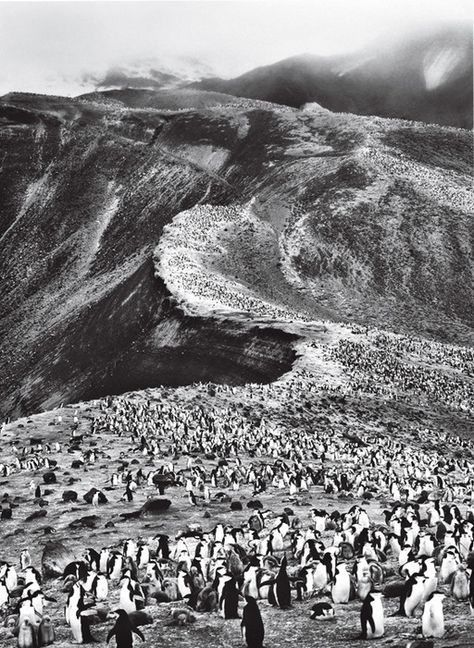 Antarctica's Untouched Landscapes and Wildlife - Condé Nast Traveler Deception Island, Michael Kenna, Antarctica Travel, Chinstrap Penguin, Photographic Projects, Edward Weston, Documentary Photographers, Famous Photographers, Magnum Photos