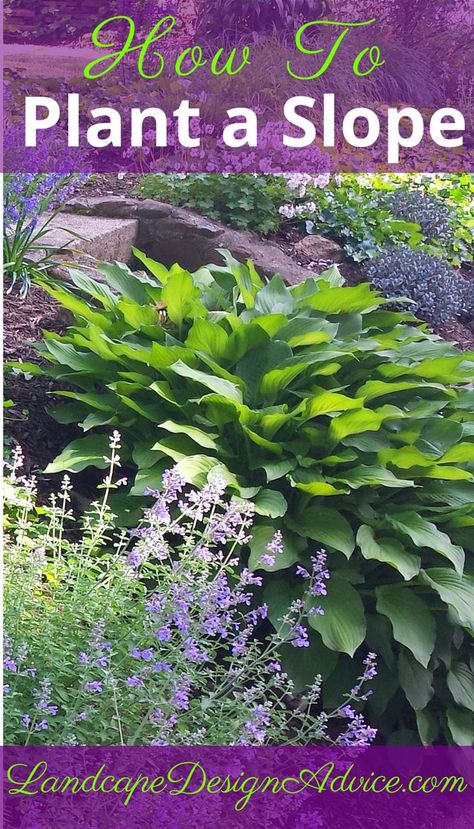 How do you plant a slope? Use colorful, textured, drought tolerant plants in masses. Find out more here. Plants On A Hill Sloped Yard, Planting On A Hill Sloped Yard, How To Plant On A Slope, Landscaping A Hillside Sloped Yard Ideas, Steep Hillside Landscaping Low Maintenance, Sloped Backyard Ideas On A Budget, Landscaping On A Slope, Hillside Landscape, Wildlife Pond