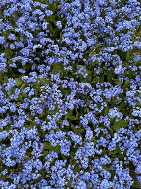 Cornflowers Aesthetic, Cornflower Aesthetic, Cornflower Blue Aesthetic, Cornflower Wedding, Jewelry Moodboard, Flowers For Her, Landscape Reference, Collection Ideas, Blue Cornflower