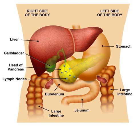 Exocrine Pancreatic Insufficiency: When Digestion Fails — Hive Mind Medicine Exocrine Pancreatic Insufficiency, Pancreatic Insufficiency, Knee Care, Digestive Organs, Abnormal Cells, Sensory System, Bile Duct, Care Hospital, Adrenal Glands